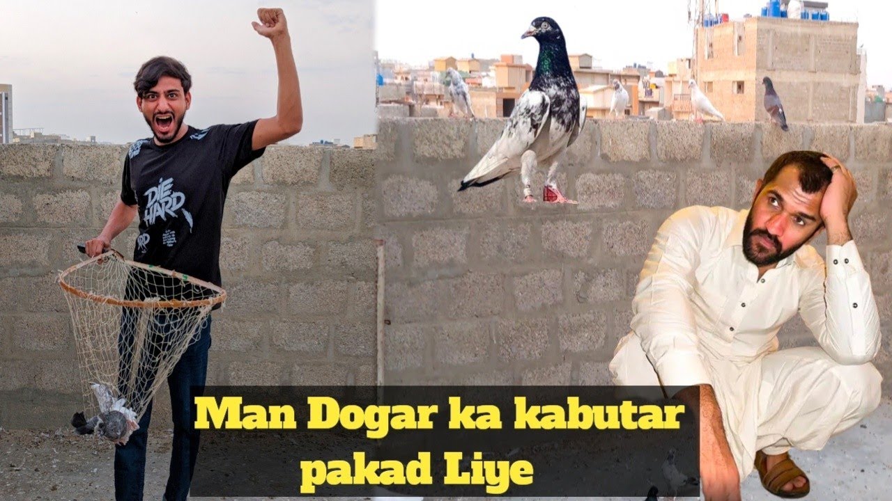 Man Dogar ka kabutar pakad liya Ak Lakh wala 😱 How to check pigeon