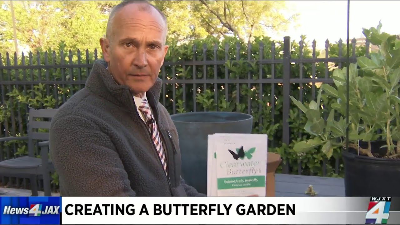 How to create a butterfly garden