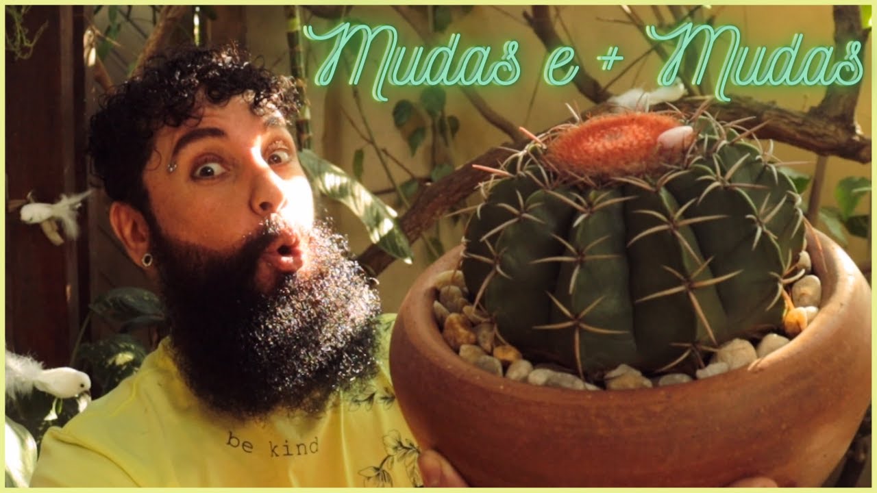 CACTO COROA DE FRADE - Uma das SUCULENTAS + AMADAS de todos os tempos. Saiba cuidar e fazer mudas !!