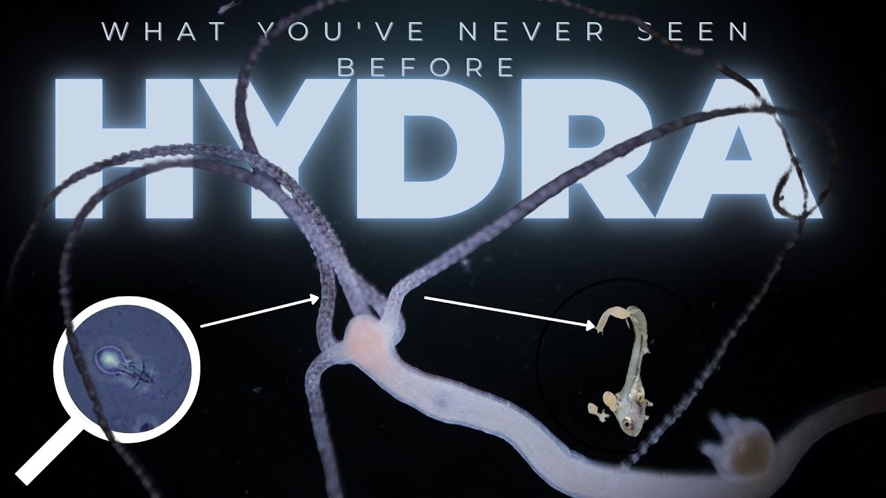 HYDRA - Dangerous Neighbor in Your Aquarium. Did You Know?