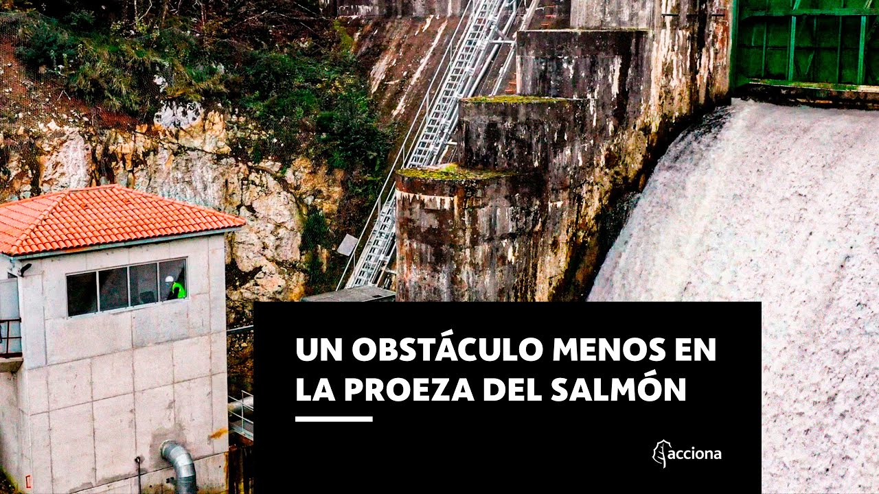Conoce cómo recuperaremos el hábitat del salmón en el norte de España | ACCIONA