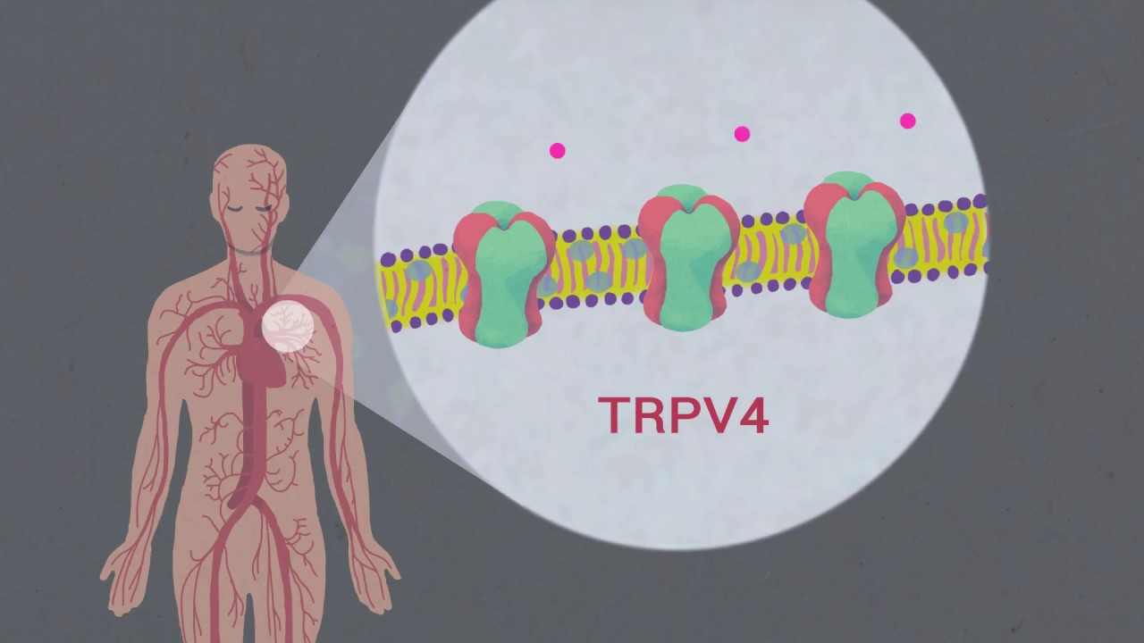 Omega-3 Fatty Acids Modulate TRPV4 Function through Plasma Membrane Remodeling