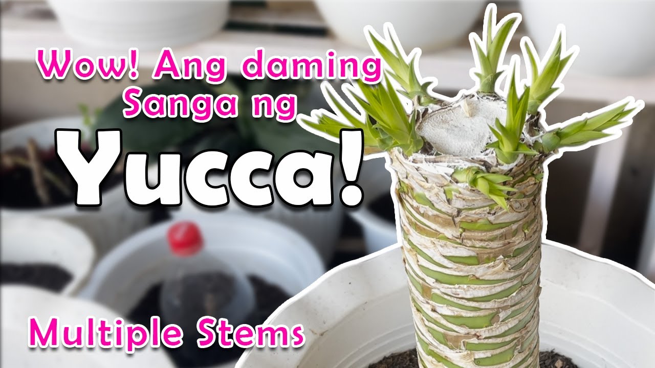 The Correct Way of Propagating Yucca Cuttings