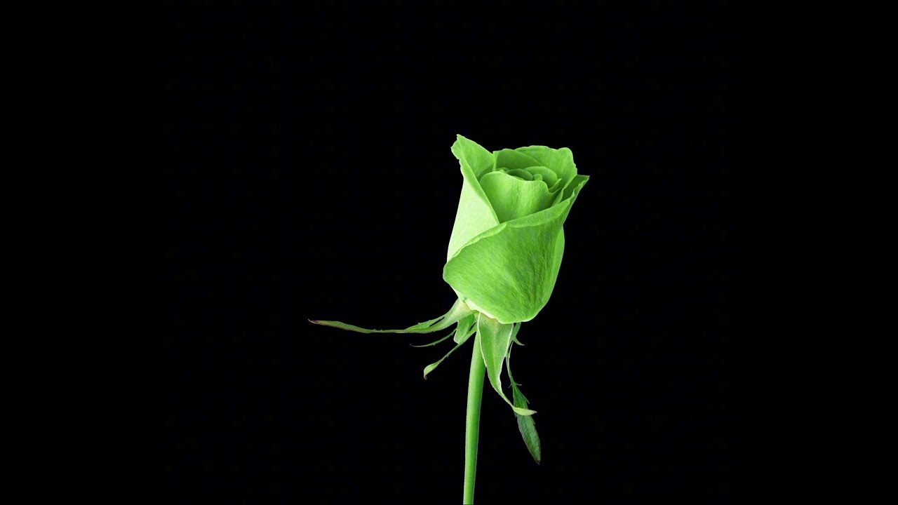 Romeo Santos: Tuyo (Slow & Reverbed)