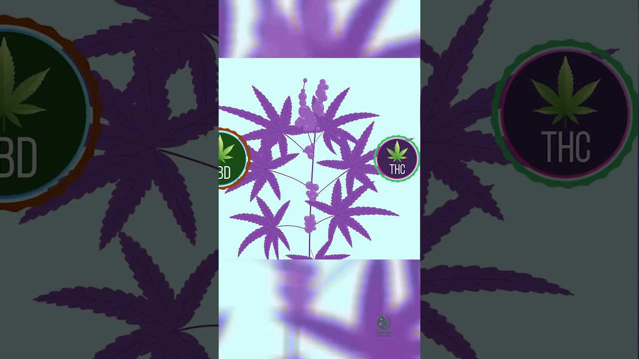 Top Strains for Naturally Purple Cannabis: A Quick Guide.