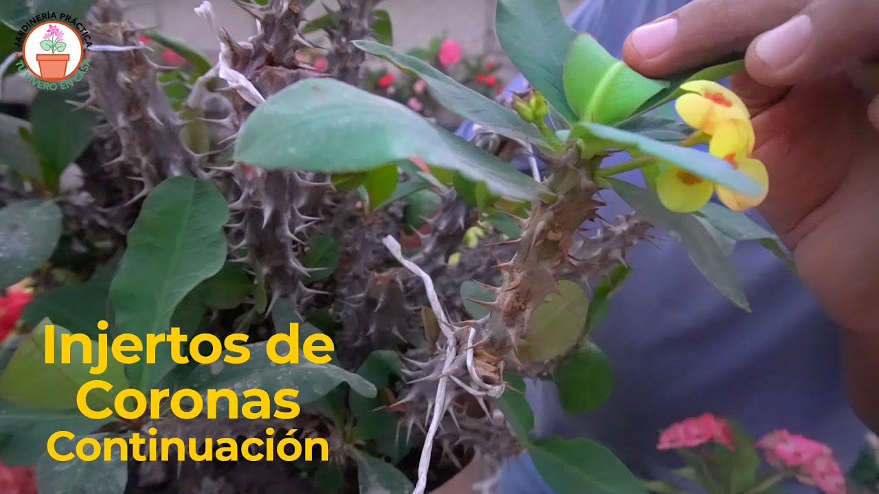 Injertos de Coronas de Cristo. Continuación.