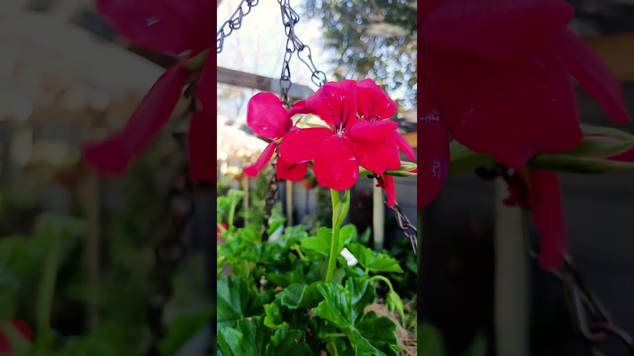 &ldquo;Brilliant Red Pelargonium 🌺 | Geranium Garden Star&rdquo;#flowers #youtubeshorts #homegarden