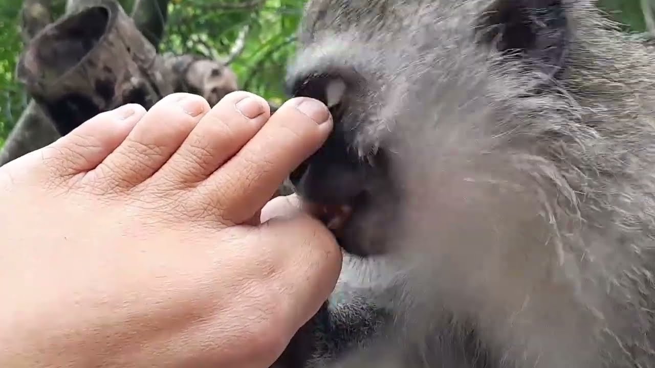 ASMR Baby Monkey Lollipop Long Soothing Pedicure And Foot Grooming Massage #asmr #monkeygrooming