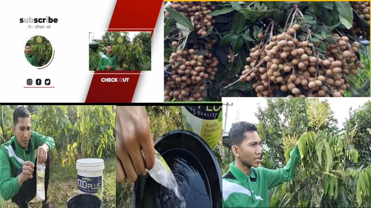 Booster kelengkeng New Kristal Anti Gagal 40 hari berbunga