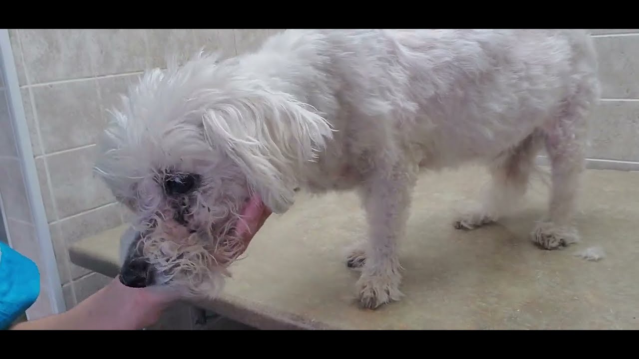 How to clean your dogs dirty eyes, staining, eye boogers, goop & gunk removal, dog grooming