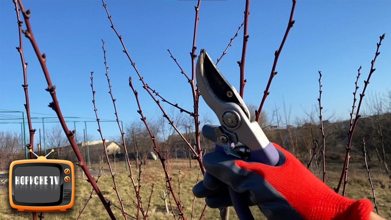 Абрикос буде усипаний плодами після такої обрізки