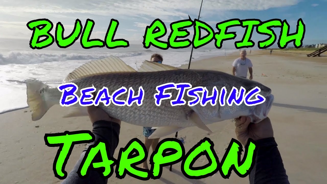 Bull RedFish and Tarpon from Vilano Beach! St  Augustine Florida