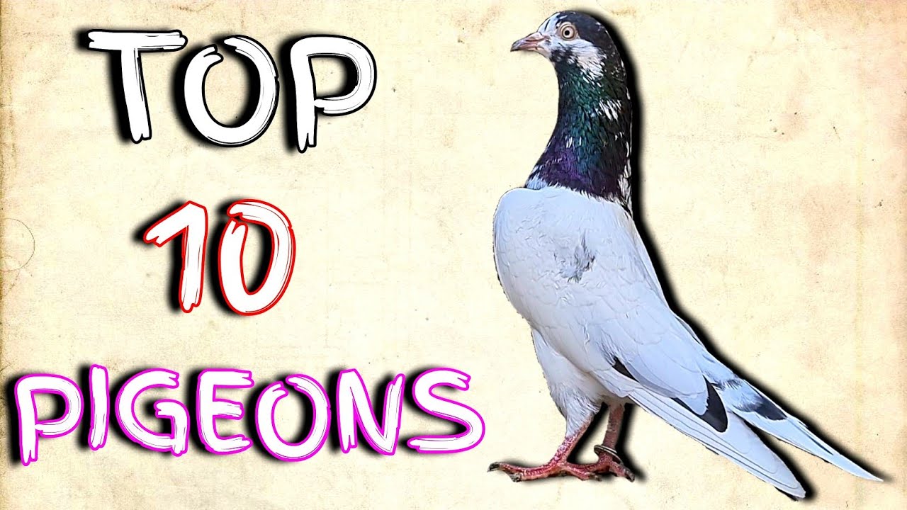 Pakistani Pigeons | Exotic Birds | Teddy Kabootar