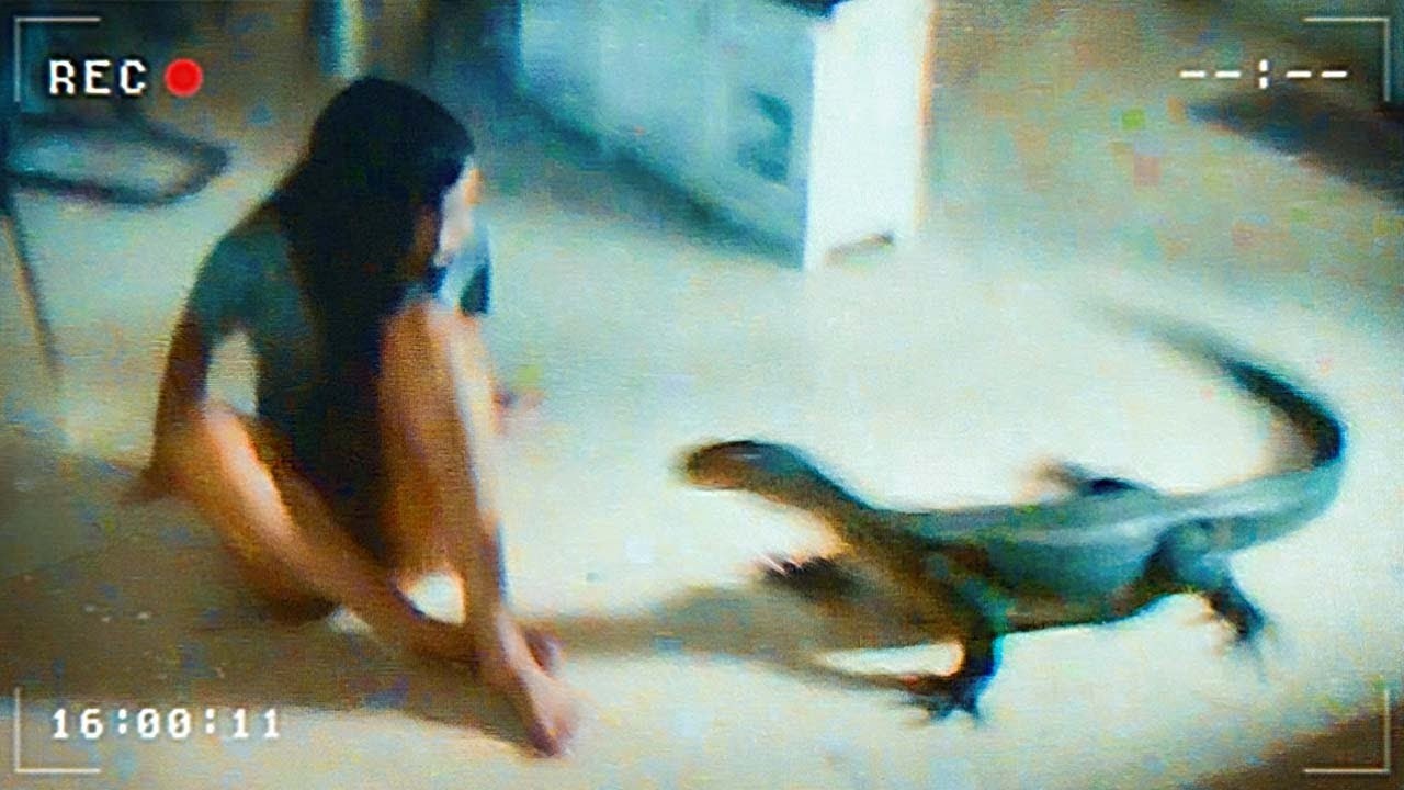 Wild Animals Invading Cities Caught on Camera