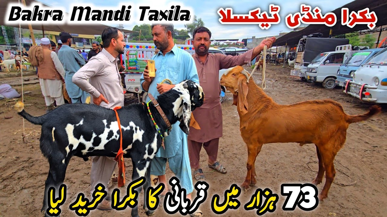 Qurbani K Bakry Taxila Bakra Mandi Update 3 April 2026 | Bakra Eid Qurbani Naseeb Ka Soda 