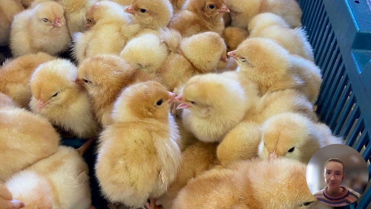 Hannah Scott-Cook - Slow growing broilers in Denmark