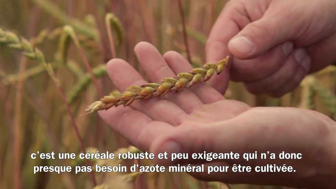 Migros Interview: Production d'&eacute;peautre TerraSuisse