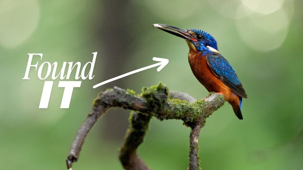 Filming the Blue-Eared Kingfisher in the Western Ghats | A Rare Encounter