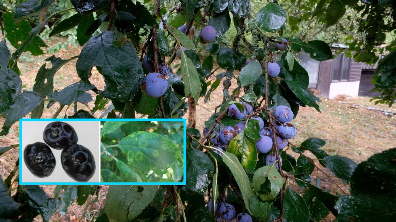 Rostlinné viry a viroidy