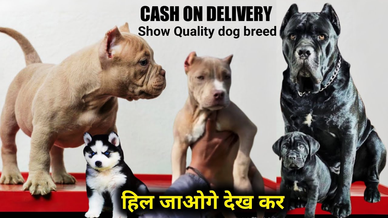 Cash on delivery 🔥 🚚 | Cropped Exotic American bully | Cane Corso puppies | Siberian husky