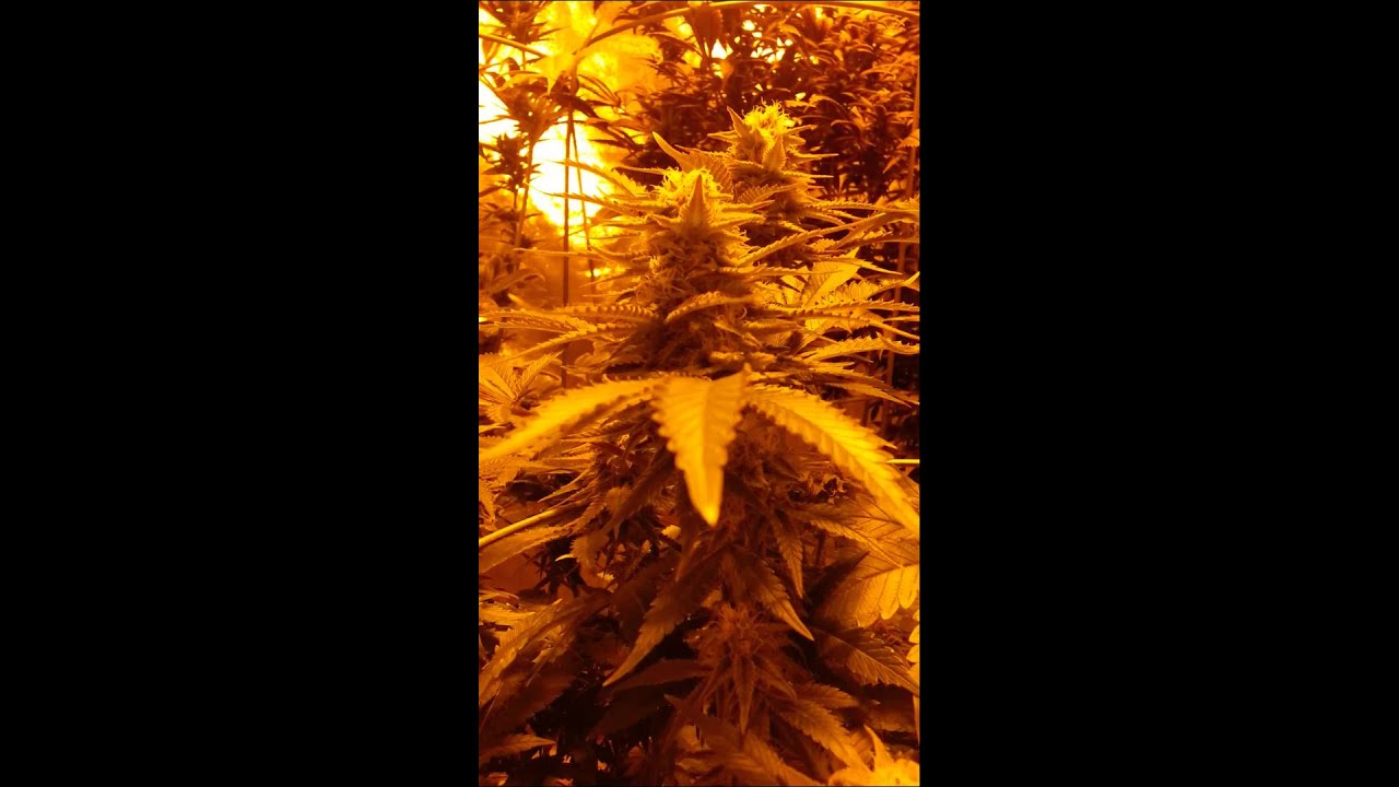 Hps grow indoor