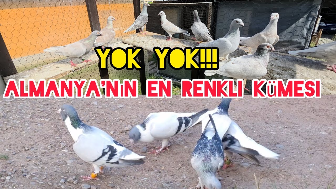 Yok Yok!!! Almanya'nın en Renkli kümesi#pigeon #birds #güvercin#kuş