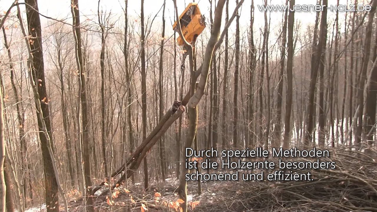 Stammholz, Polterholz, Rundholz wird mit Harvestern geerntet