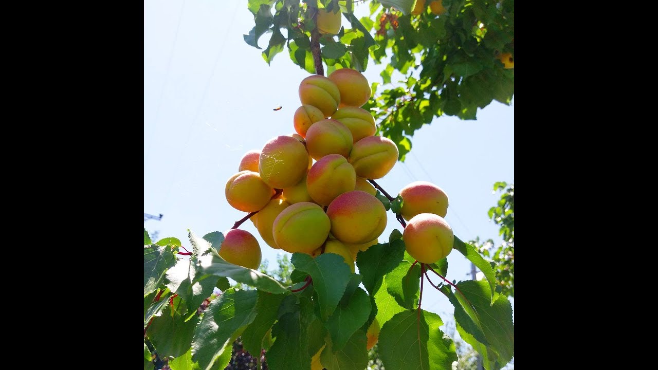 Malatya / Doğanyol Haziran 2017 ( foto karul )