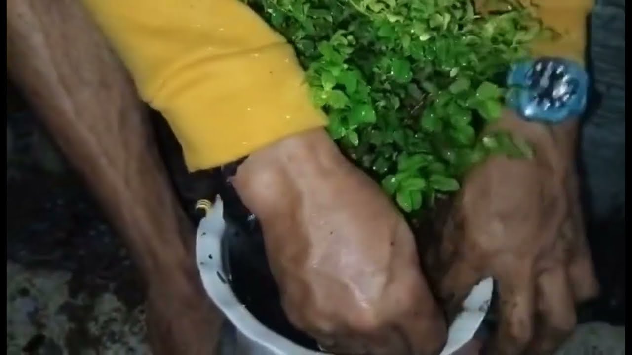 Lipat tanim #plants #plantito 