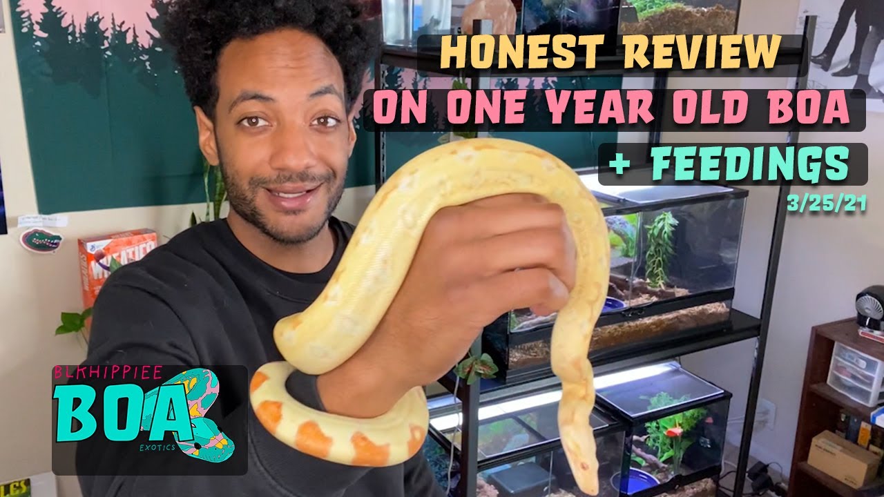 Honest Review On Keeping A 1 Year Old Boa Constrictor Imperator 3/25/21