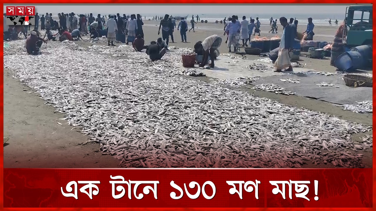 এক জালে ১৩০ মণ মাছ, আয় ১০ লক্ষ টাকা! | Fish | Cox's Bazar News | Somoy TV