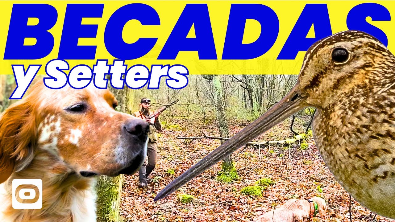 becadas y setters