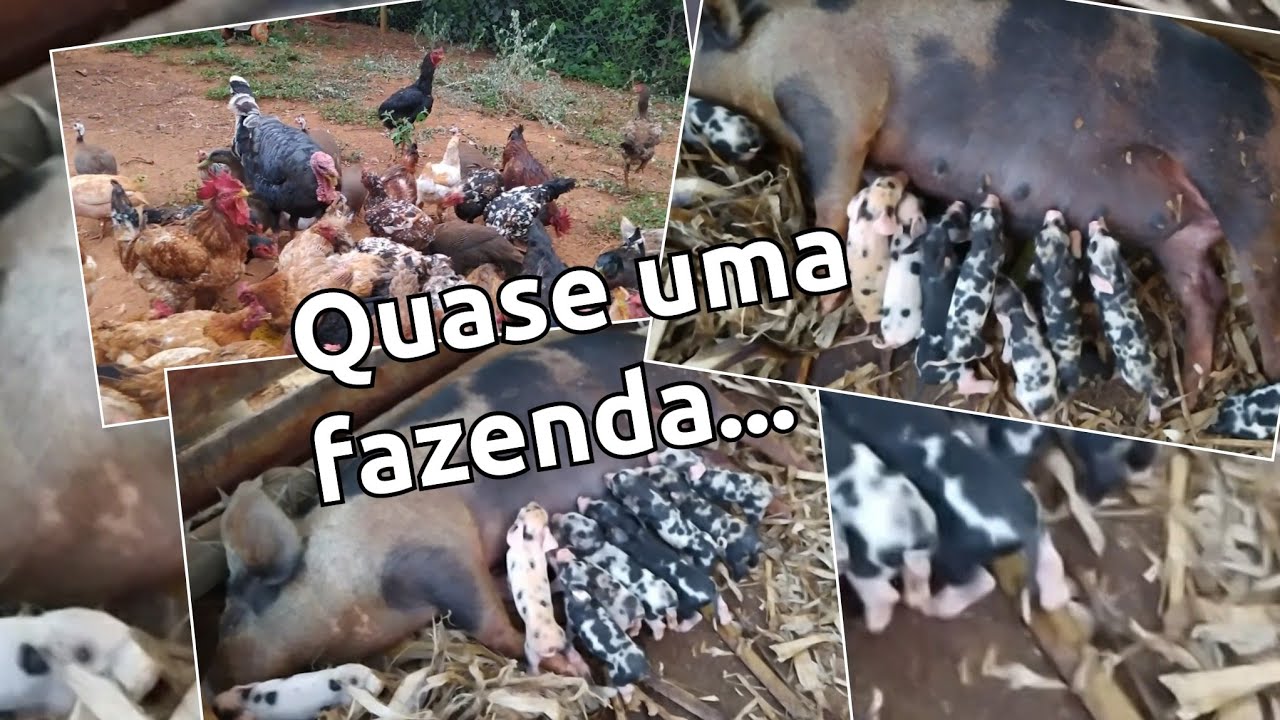 OS PORQUINHOS NASCERAM /Dia de Beijos e abraços 😁😀