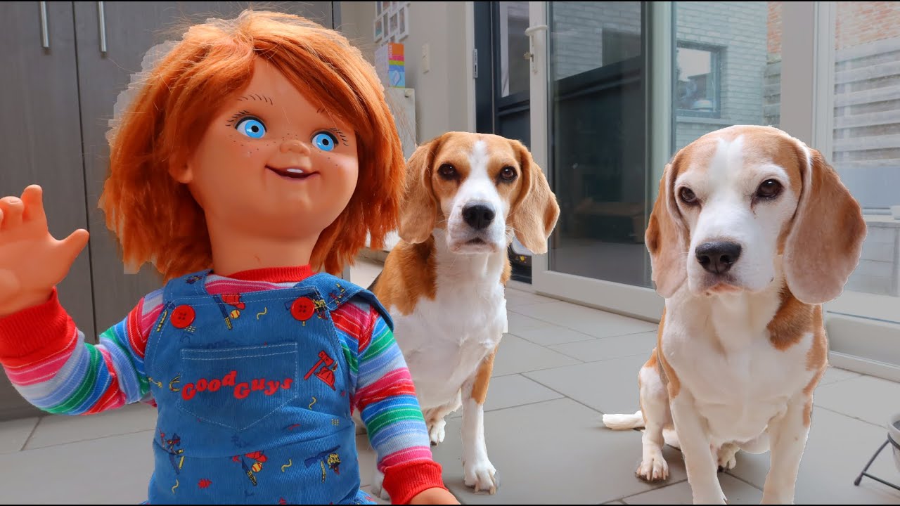 Dogs vs Chucky : Funny Beagles Louie & Marie