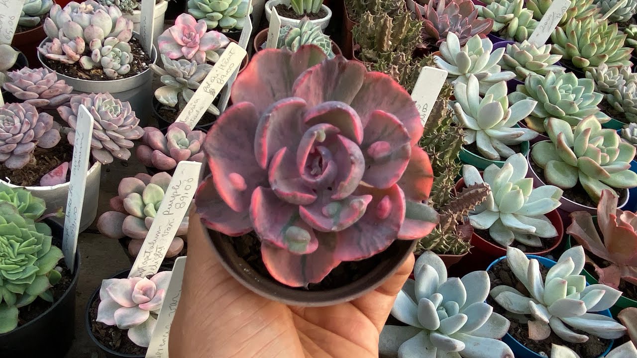 Vendas de suculentas variegatas, raras, importadas e comuns 😱