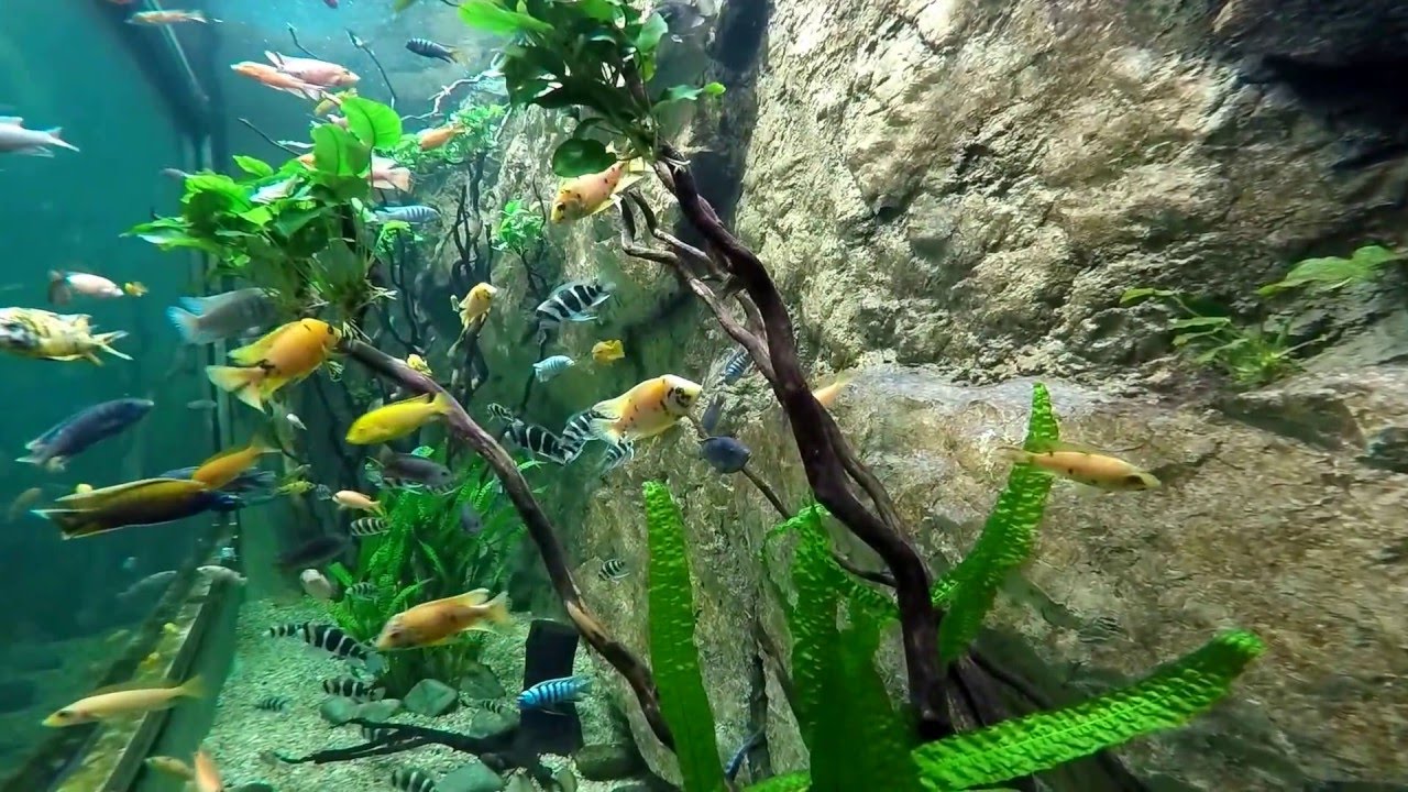 19 000 liter - Chiclid aquarium - Sügéres akvárium