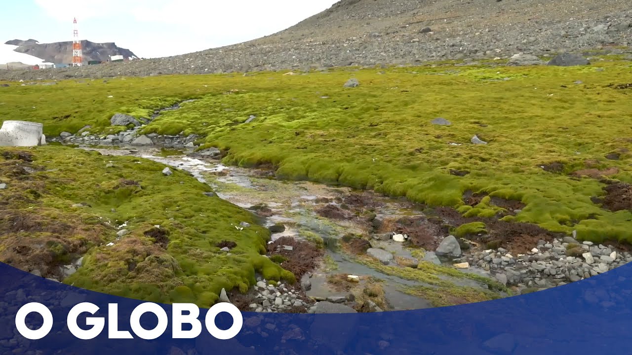 Aquecimento global deixa Península Antártica cada vez mais verde