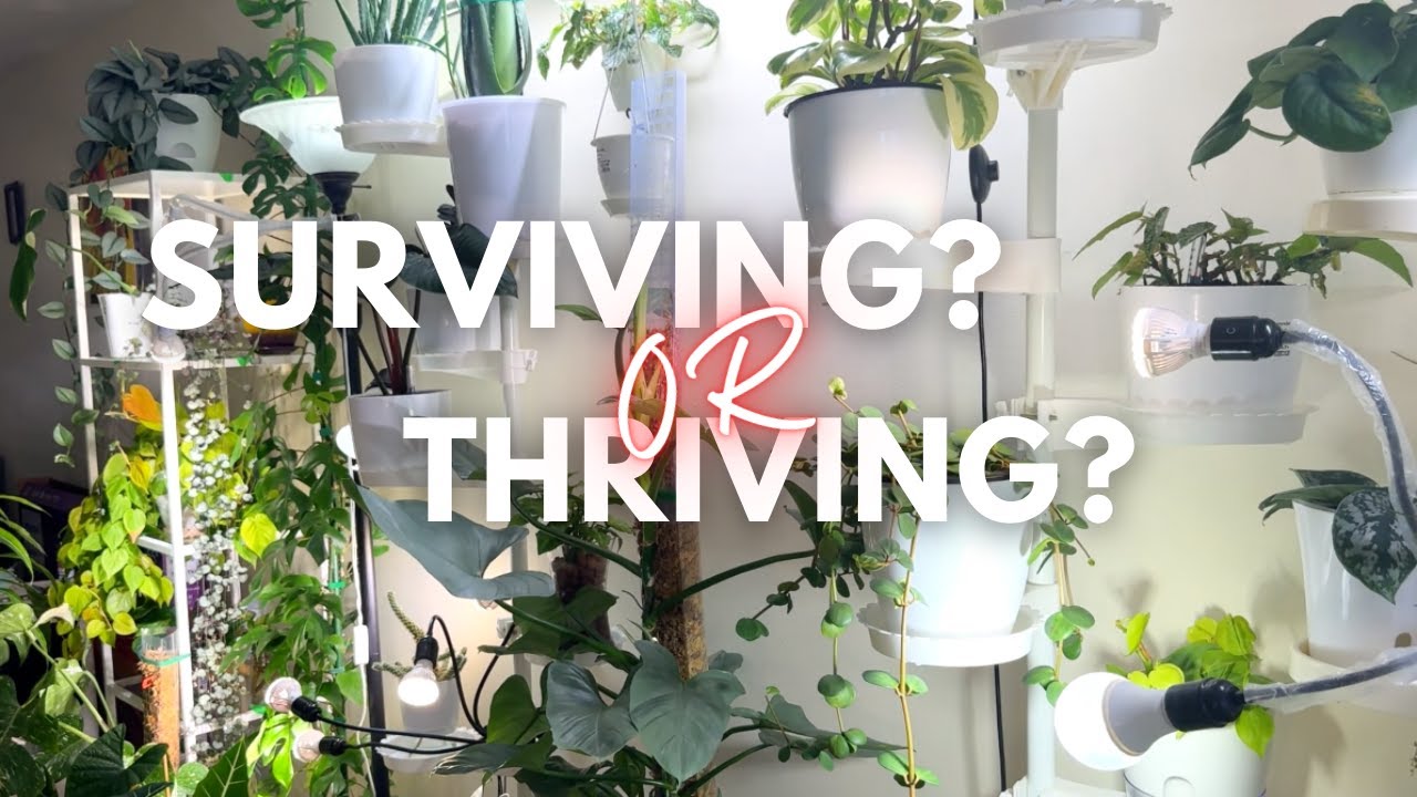 Low Light + Winter: The plants that didn't stop growing