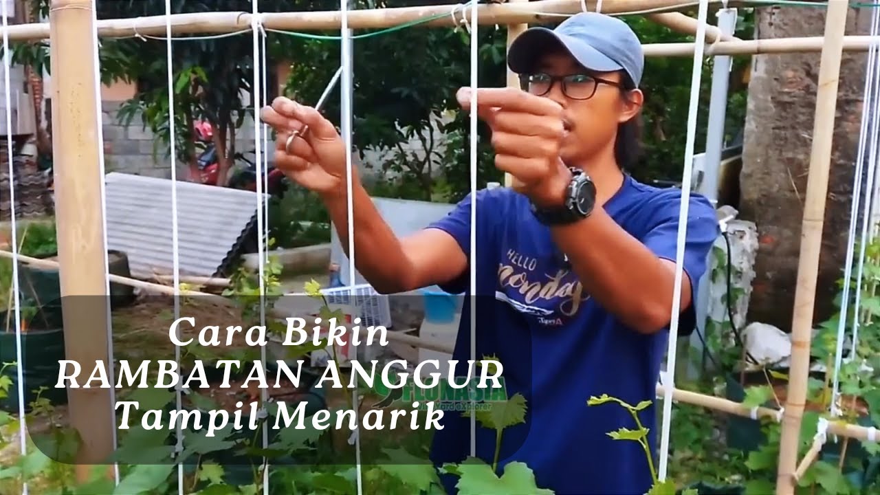 Cara Bikin Rambatan Anggur Tampil Menarik