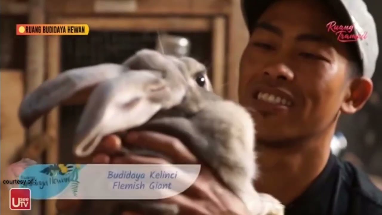 Budidaya Kelinci Flemish Giant (RUANG TRAMPIL)