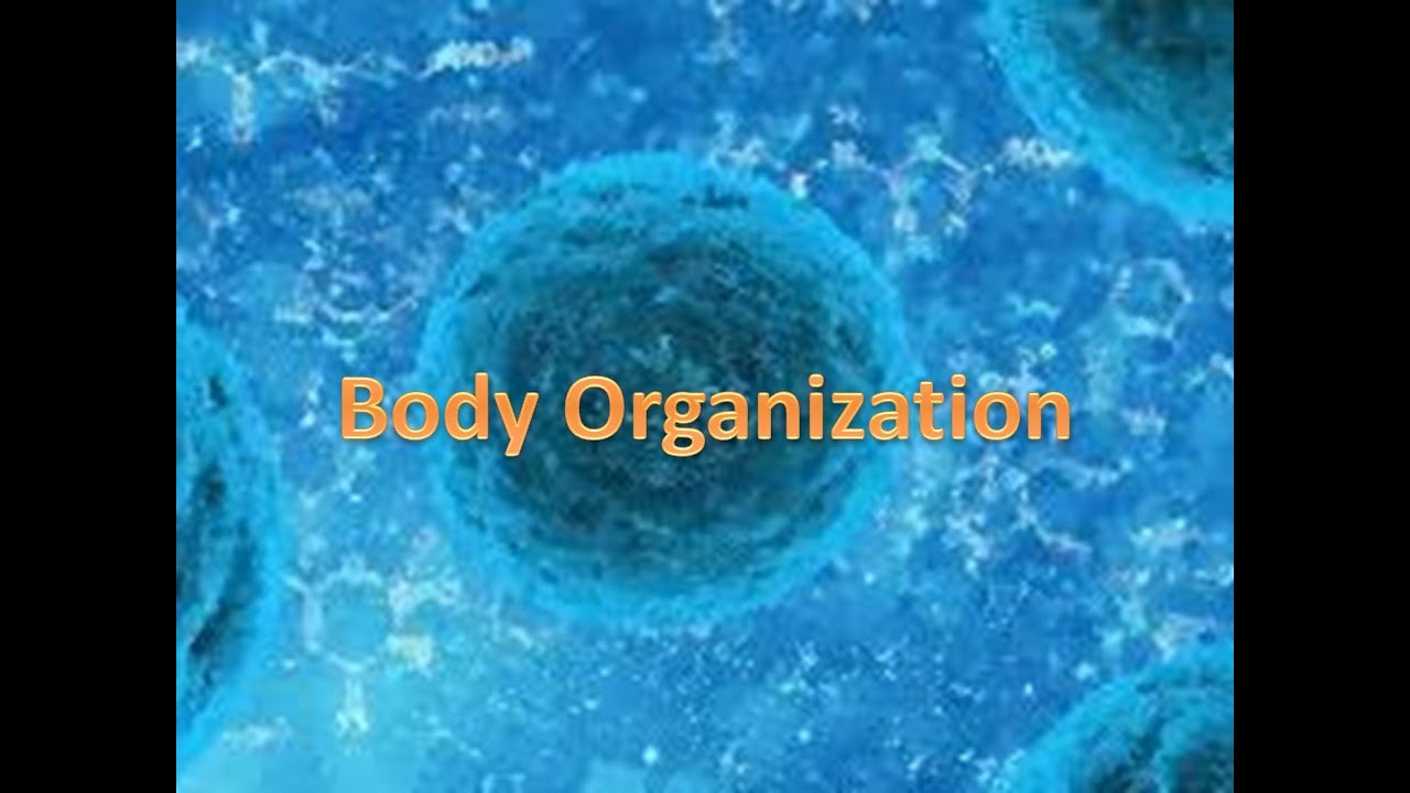 Medical Terminology Body Organization Levels