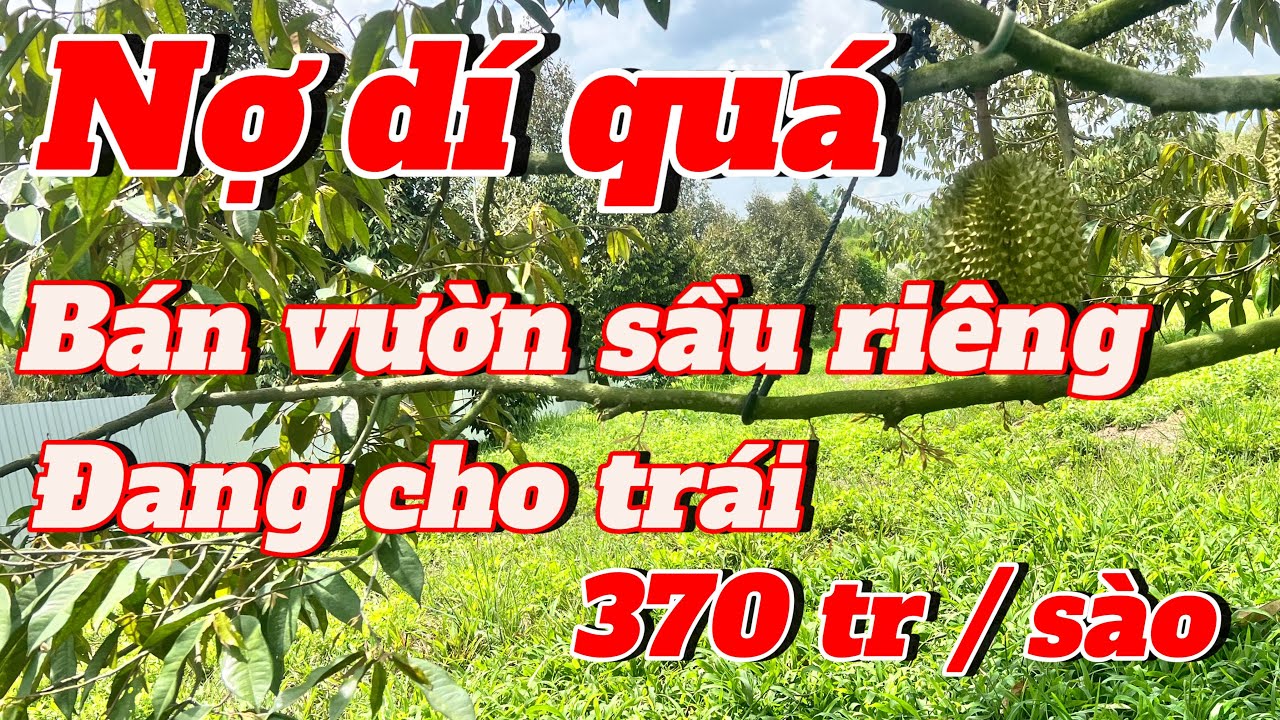 Bể kèo bán lại trang trại sầu riêng Đồng Nai. 1ha đang cho trái. 370 tr / sào.