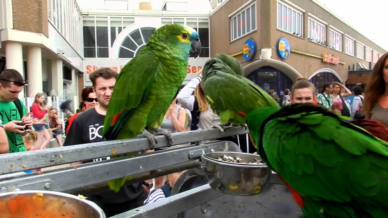 een gekke kaketoe....had een hekel aan de camera