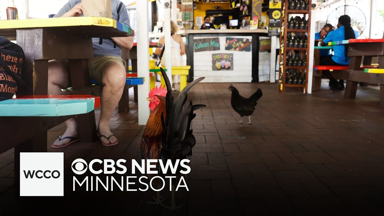 Feral chickens taking over Key West