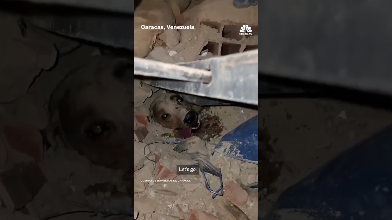 Firefighters pull dog from rubble of Venezuela earthquakes