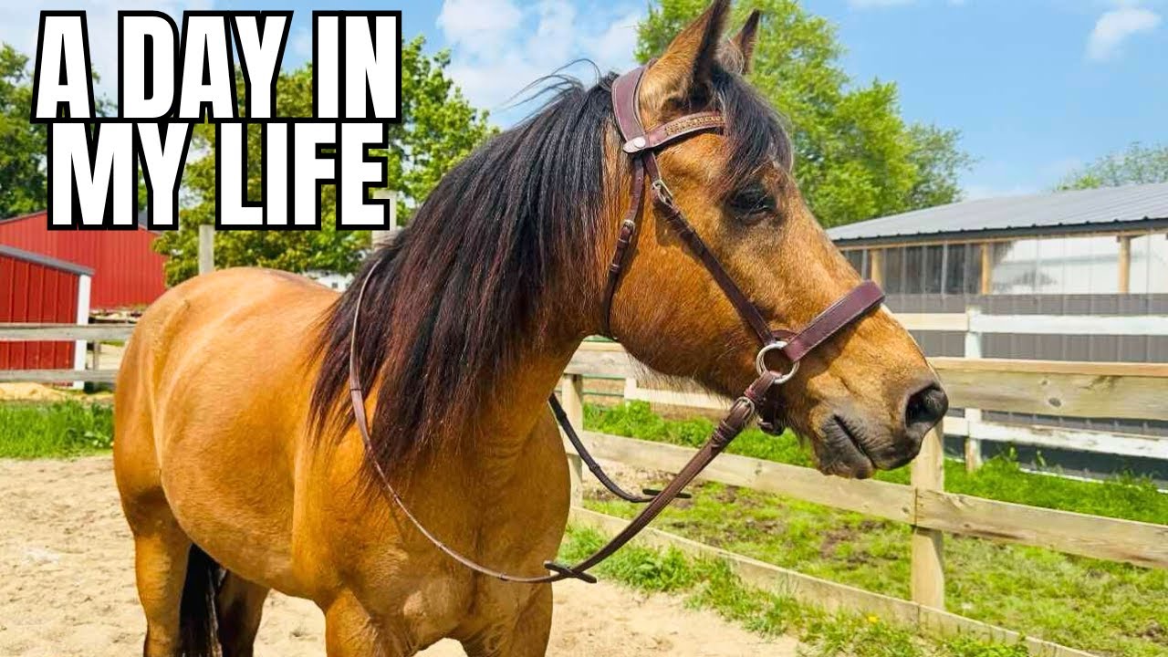 HOW CAN I KEEP GOING? What Equestrian Life Is Truly Like…