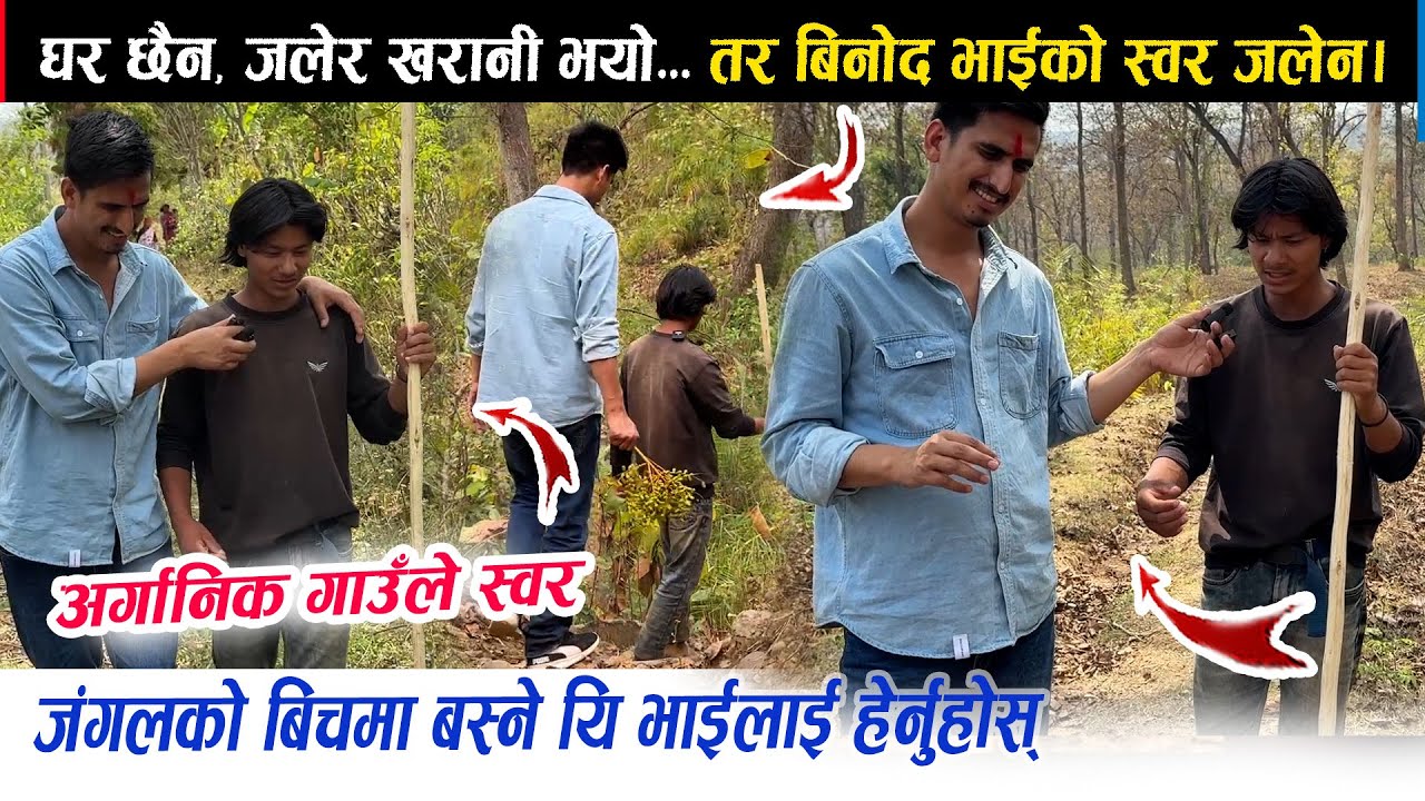 जंगलको बीचमा बस्ने बिनोद भाई, जसको घर जलेर खरानी भयो। जंगलमा गीत गाउदै गाई चराउदै हेर्नुहोस्।