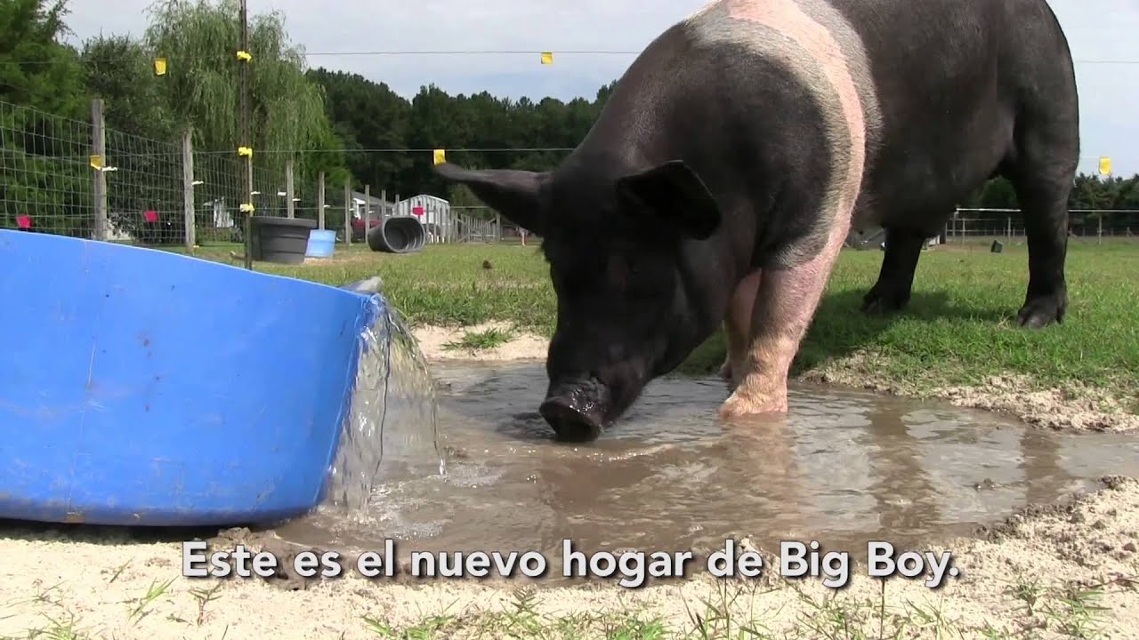 La maravillosa transformación de un cerdo gigante