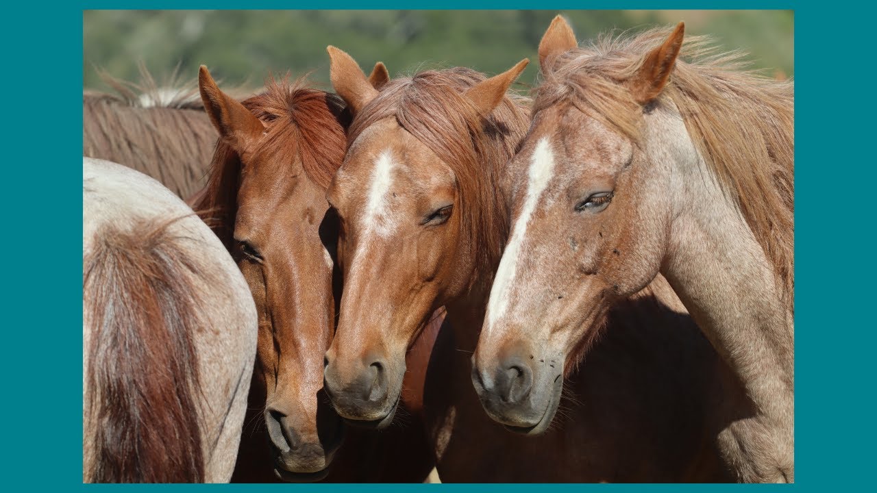 How to Read the Signs from Your Horse and Know What to do Next