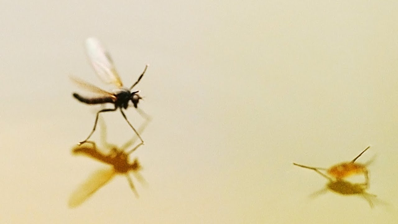 Grunnen til at insekter kan gå på vann // Why insects can walk on water